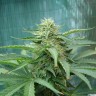 заказ семян конопли Украина Sensi Star feminised