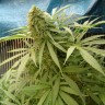 заказать семена конопли курьером Sensi Star feminised