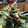 урожайные семена конопли Critical feminised Victory Seeds