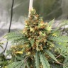 семена конопли в оригинальных упаковках Critical feminised Victory Seeds