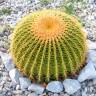 Купить семена кактуса Echinocactus Grusonii