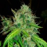 Семена каннабиса Bubblelicious feminised Ganja Seeds