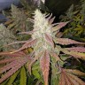 Семена марихуаны Bubblelicious feminised Ganja Seeds