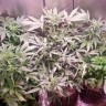 Недорогие семена конопли Bubblelicious feminised Ganja Seeds