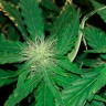 Недорогие семена марихуаны Bubblelicious feminised Ganja Seeds