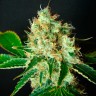 Купить недорого семена марихуаны Bubblelicious feminised Ganja Seeds