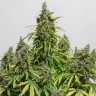 Семена  Auto Dedoverde Haze feminised Ganja Seeds