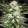 Купить  Auto Dedoverde Haze feminised Ganja Seeds