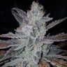 Заказать сорт  Auto Dedoverde Haze feminised Ganja Seeds