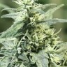 Качественные семена  Auto Dedoverde Haze feminised Ganja Seeds