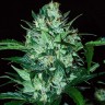 качественные семена конопли  Auto Dedoverde Haze feminised Ganja Seeds