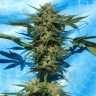 заказ семян конопли Auto White Russian feminised Ganja Seeds