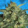 семена конопли наложенным платежом Auto White Russian feminised Ganja Seeds