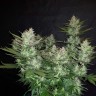 купить качественные семена конопли Auto Dark Devil feminised