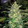 семена конопли в фирменной упаковке Great White Shark feminised Victory Seeds