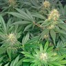 Недорогие семена конопли Early Skunk feminised Ganja Seeds
