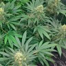 Недорогие семена каннабиса Early Skunk feminised Ganja Seeds