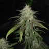 семена конопли недорого Jack Herer feminised Victory Seeds