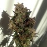 конопля семена сорта заказать Auto Galaktika feminised