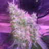 заказ семян конопли Northern Light feminised Victory Seeds
