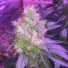 где заказать семена конопли Northern Light feminised Victory Seeds