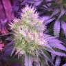 семена конопли наложенным платежом Northern Light feminised Victory Seeds