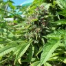 Семена марихуаны Lavender feminised Ganja Seeds
