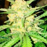 Auto Gelato feminised Ganja Seeds купить семена марихуаны в России