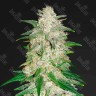 Auto Gelato fem купить семена каннабиса данного сорта