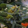где заказать семена конопли Top Skunk 44 feminised Ganja Seeds