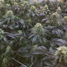 семена конопли почтой NYV Diesel feminised Victory Seeds