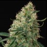 Купить семена конопли Auto Sin Tra Bajo feminised GanjaLiveSeeds