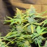 Качественные семена конопли Northern Lights x AK feminised Ganja Seeds