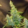 Семена конопли Northern Lights x AK feminised Ganja Seeds
