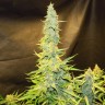 Семена марихуаны Northern Lights x AK feminised Ganja Seeds
