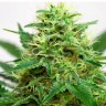 купить семена конопли в Украине Somango feminised