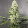семена конопли Auto Green Crack CBD feminised Ganja Seeds