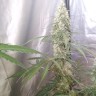семена конопли в России Auto Green Crack CBD feminised Ganja Seeds