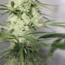семена конопли доставка в Москве Auto Green Crack CBD feminised Ganja Seeds