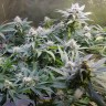 конопля семена сорта заказать Original Blueberry feminised Victory Seeds