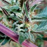 Фотопериодные сорта конопли Pepoberry feminised Ganja Seeds