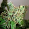 Медицинские сорта конопли Pepoberry feminised Ganja Seeds