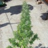 Семена конопли Auto Durban Poison feminised Ganja Seeds