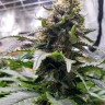 купить семена конопли Blue Widow feminised Ganja Seeds