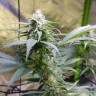 семена конопли Украина Original Lemon Skunk feminised Victory Seeds
