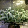 заказ семян конопли Киев Original Lemon Skunk feminised Victory Seeds