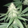 семена конопли для посадки купить Original Lemon Skunk feminised Victory Seeds