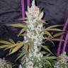 Семена марихуаны Auto Fast Bud feminised GanjaLiveSeeds