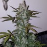Недорогие семена конопли Auto Fast Bud feminised GanjaLiveSeeds