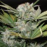 Семена марихуаны Auto Fast Bud feminised GanjaLiveSeeds